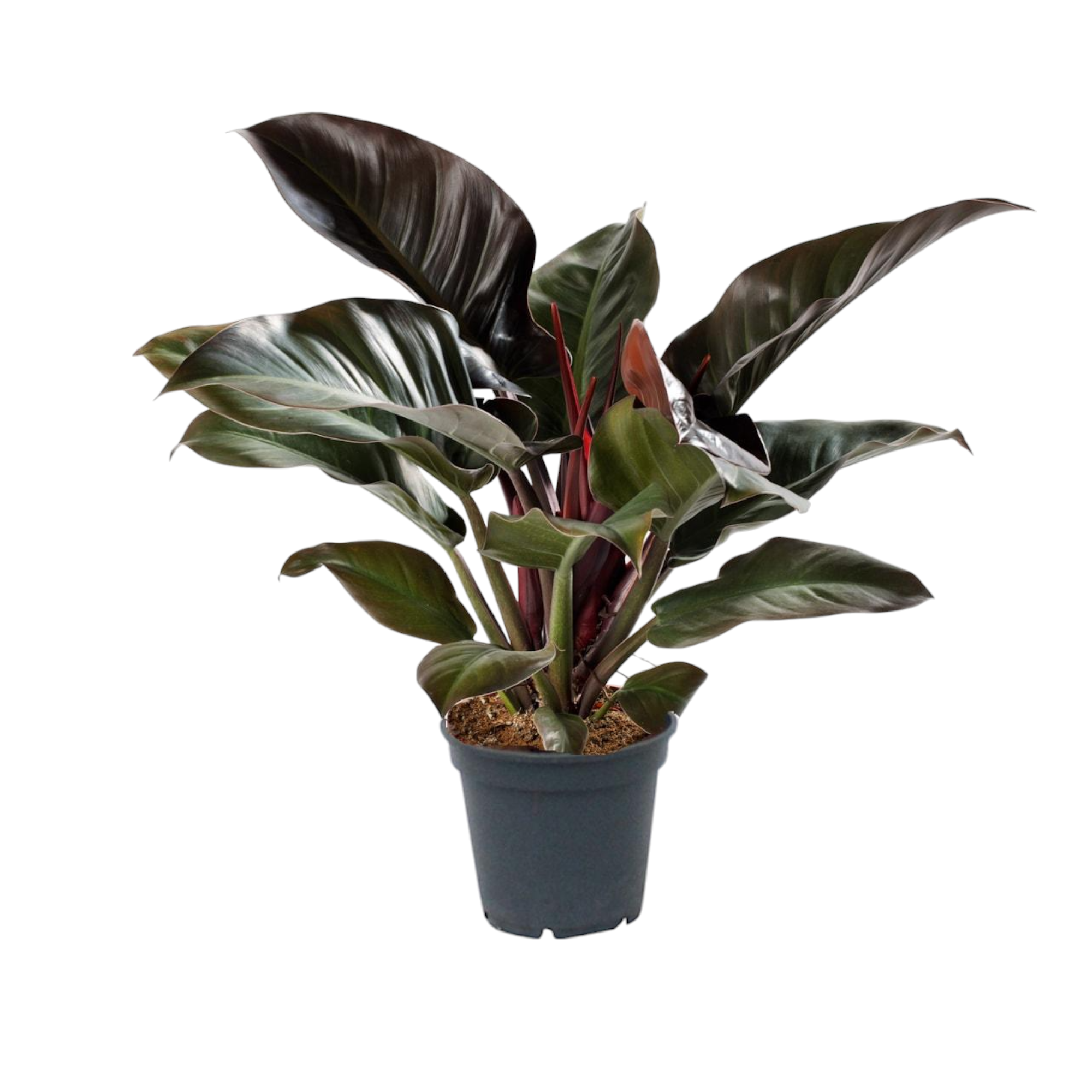 Plante d'intérieur - philodendron 'imperial red' 50.0cm