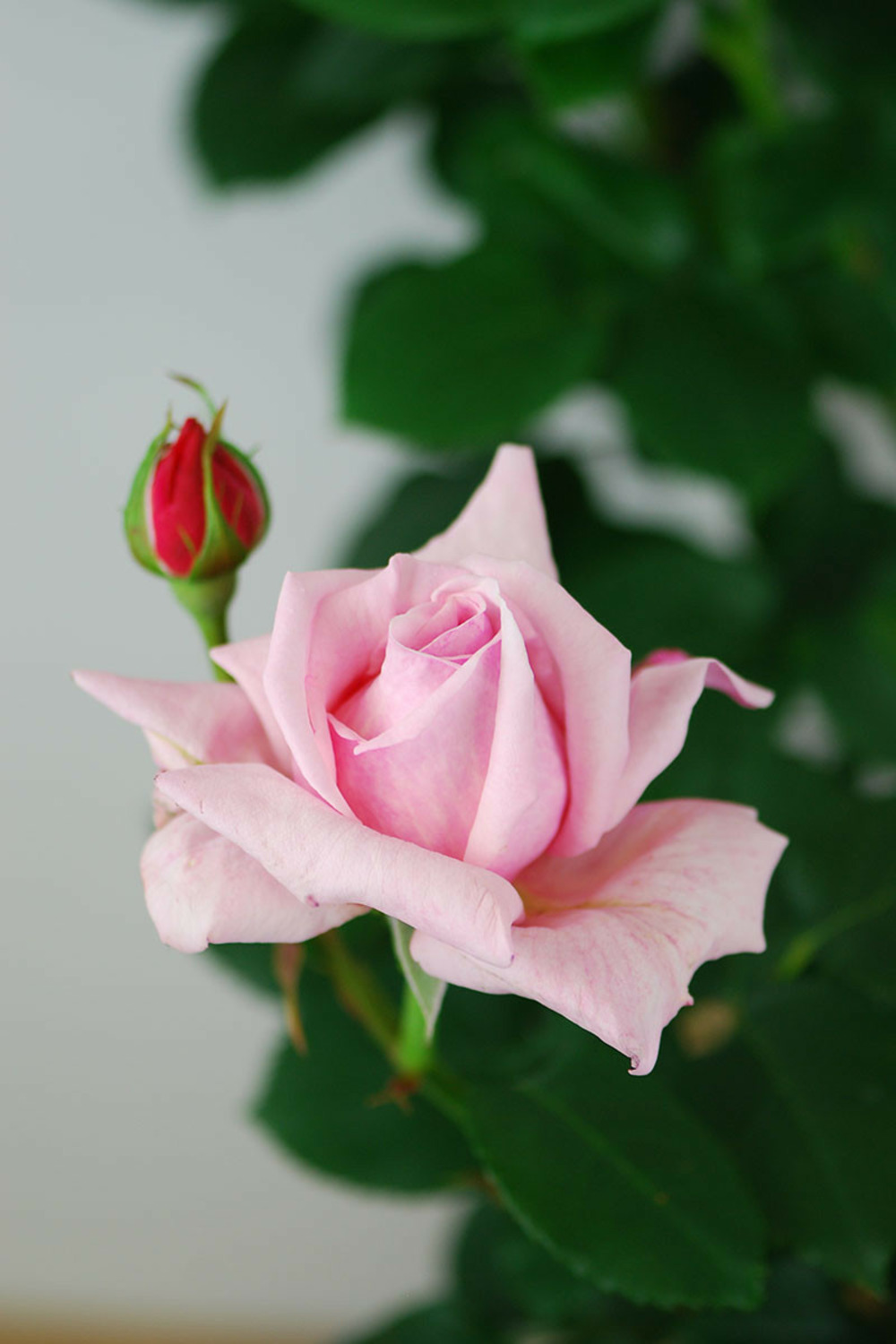 Rosier 'pierre de luxembourg' ? Oracalib - 5l