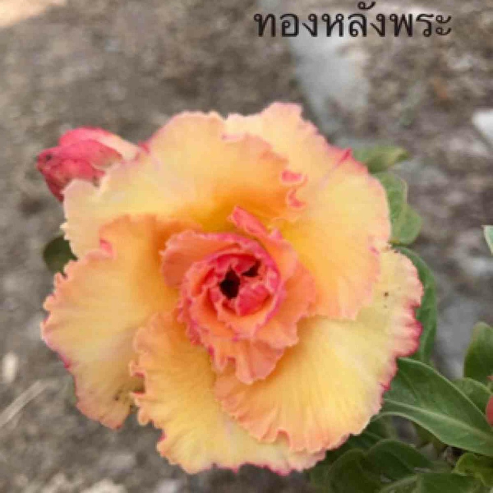 Adenium obesum cv.golden buddha orange - taille caudex d'environ 150g