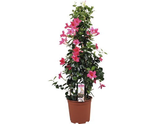 Dipladenia, trechtervormige bloemenpiramide FloraSelf Dipladenia mandevilla Totale hoogte ca. 90 cm Ø 21 cm Pot roze
