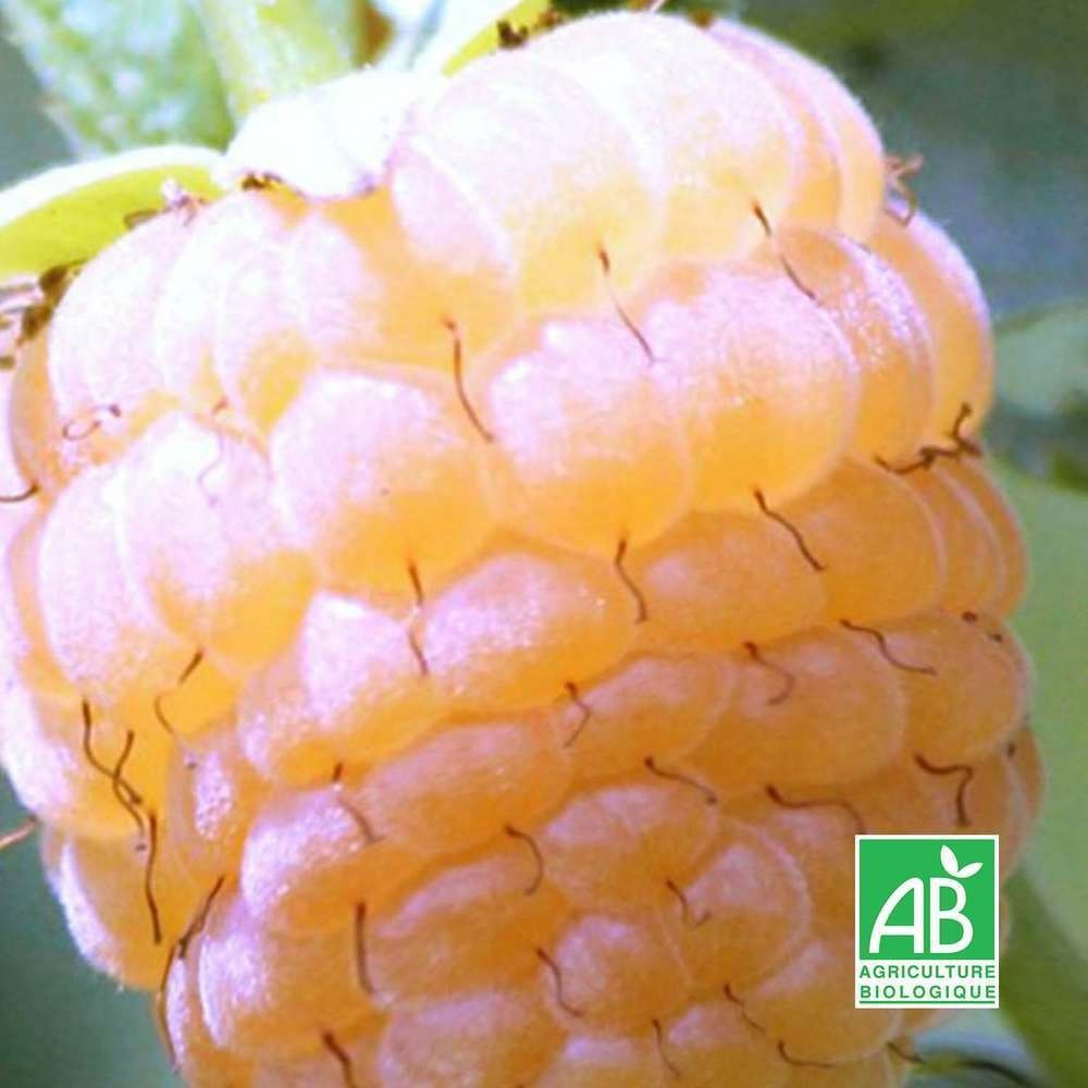 Framboisier blanc 'golden queen' bio - godet 9cm - taille 20/40cm