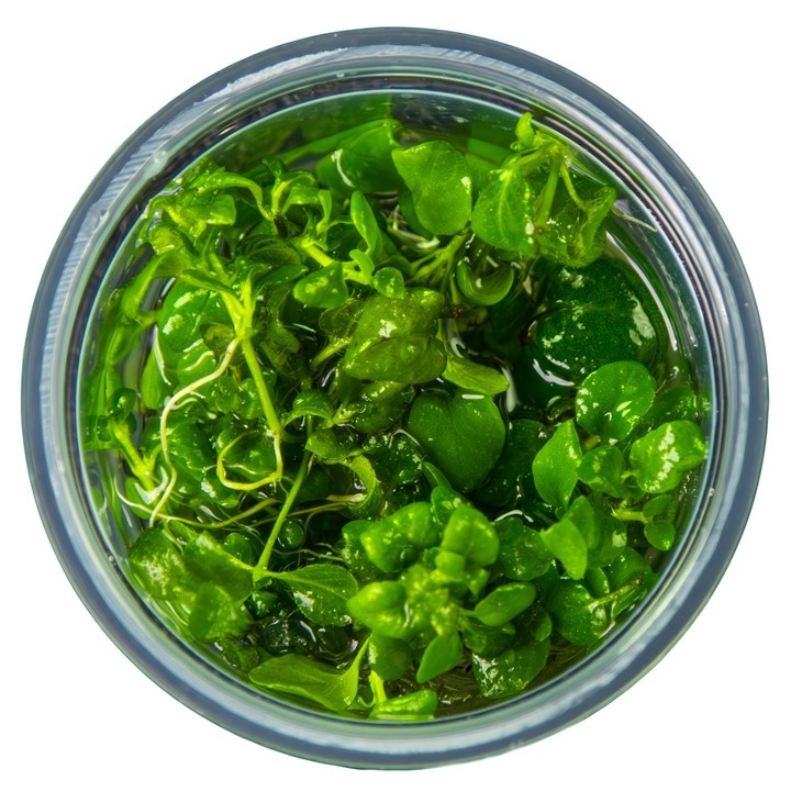 Waterplant Hygrophila Serpyllum in vitro