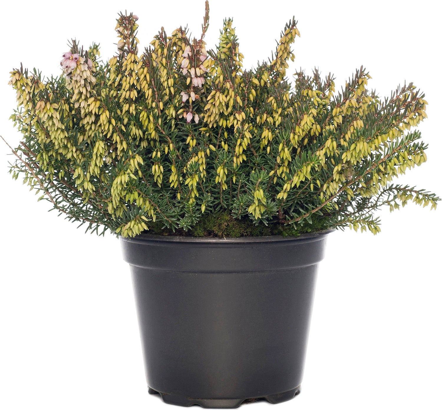 Winterheide (Erica darleyensis) D 17 H 20 cm