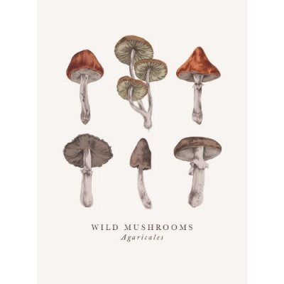 Wild Mushrooms Multiple Greeting Card