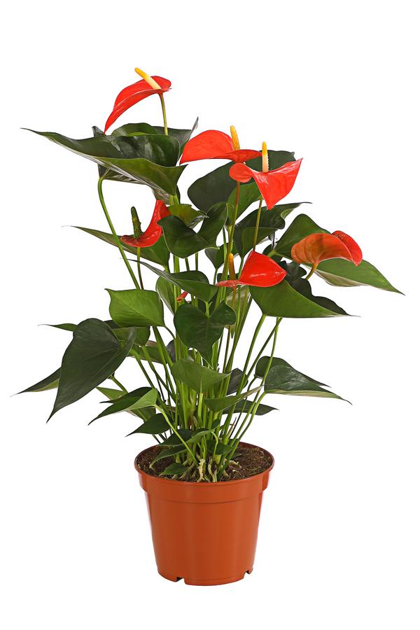 Große Flamingoblume - Anthurium andreanum,
