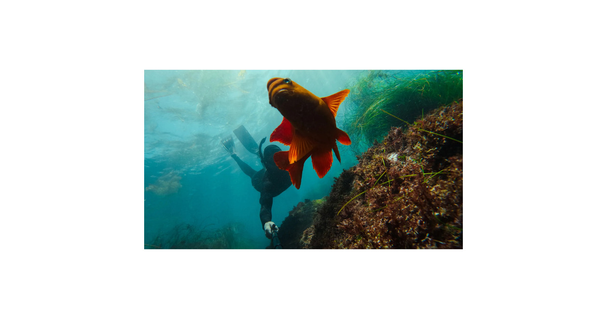 GoPro1.2m Extension Pole + Waterproof Shutter Remote bevestiging  (Zwart, Bluetooth)