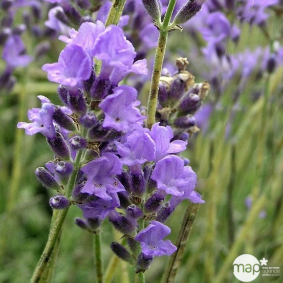 Lavandula angustifolia : C2L - Coloris variables