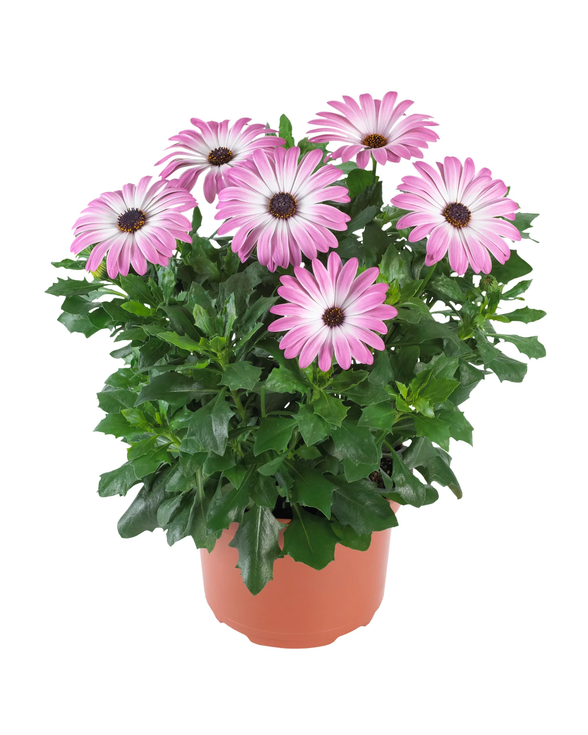 Osteospermum Pink 19 cm Spansk margeritt Ø19 cm