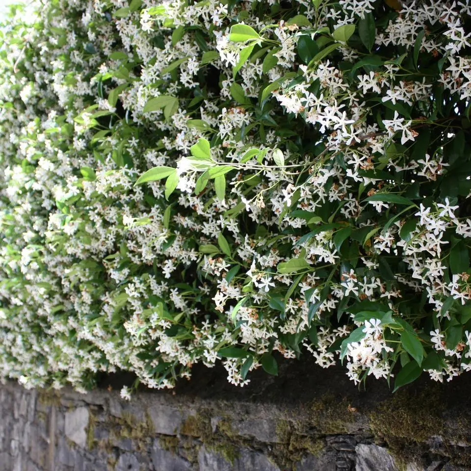 Jasmijn - Set van 3 - Trachelospermum jasminoides - Hoogte 25-40cm - ⌀9cm