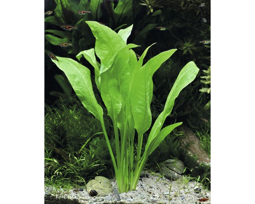 Grote Amazone zwaardplant - Echinodorus grisebachii 'Bleherae'