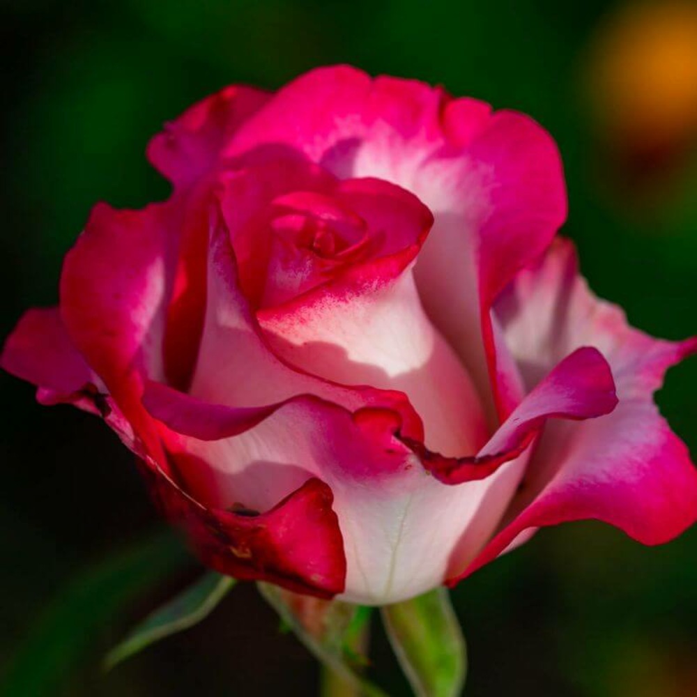 Rosier 'monica bellucci' -