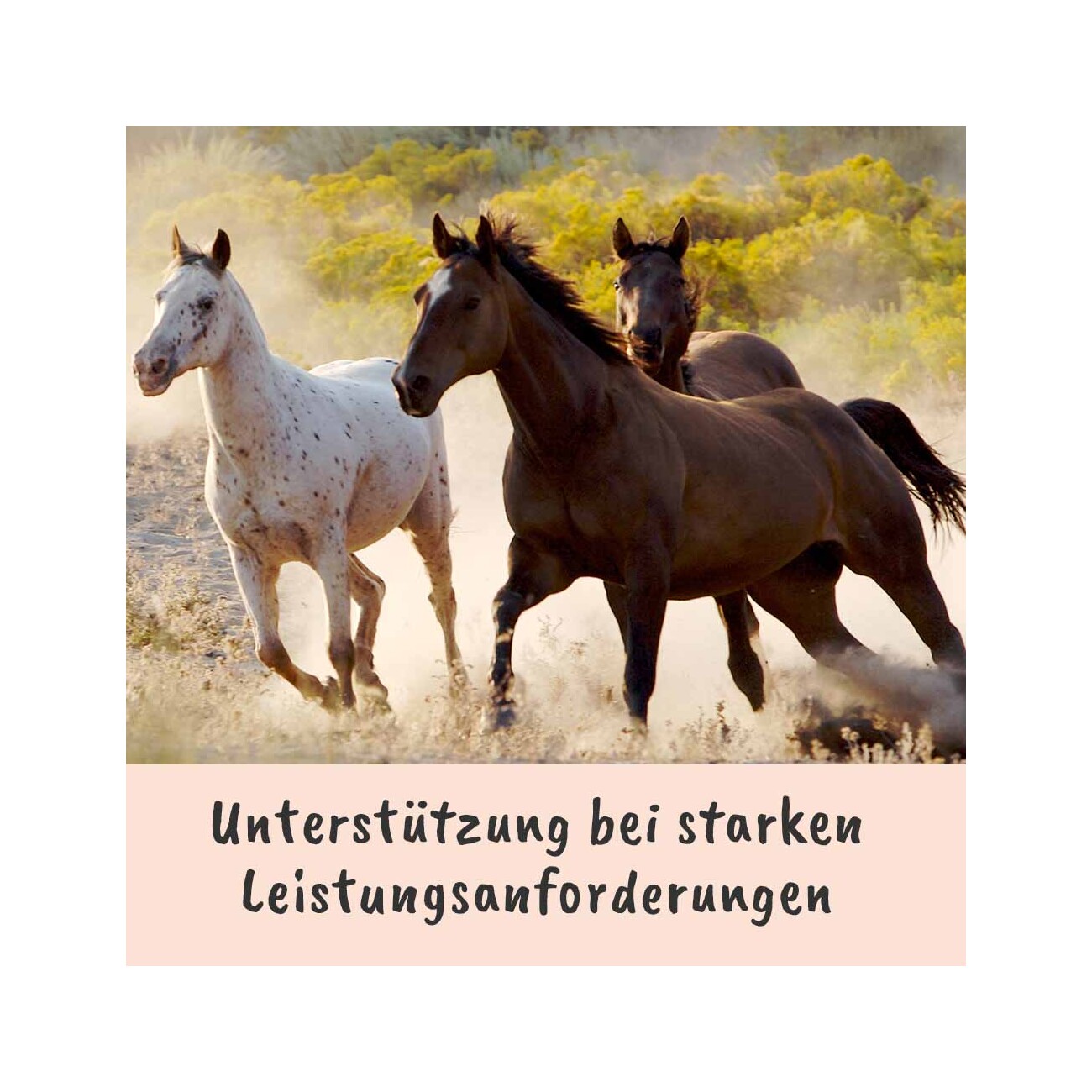 cdVet Singulares Ägyptisches Schwarzkümmelöl 100 ml