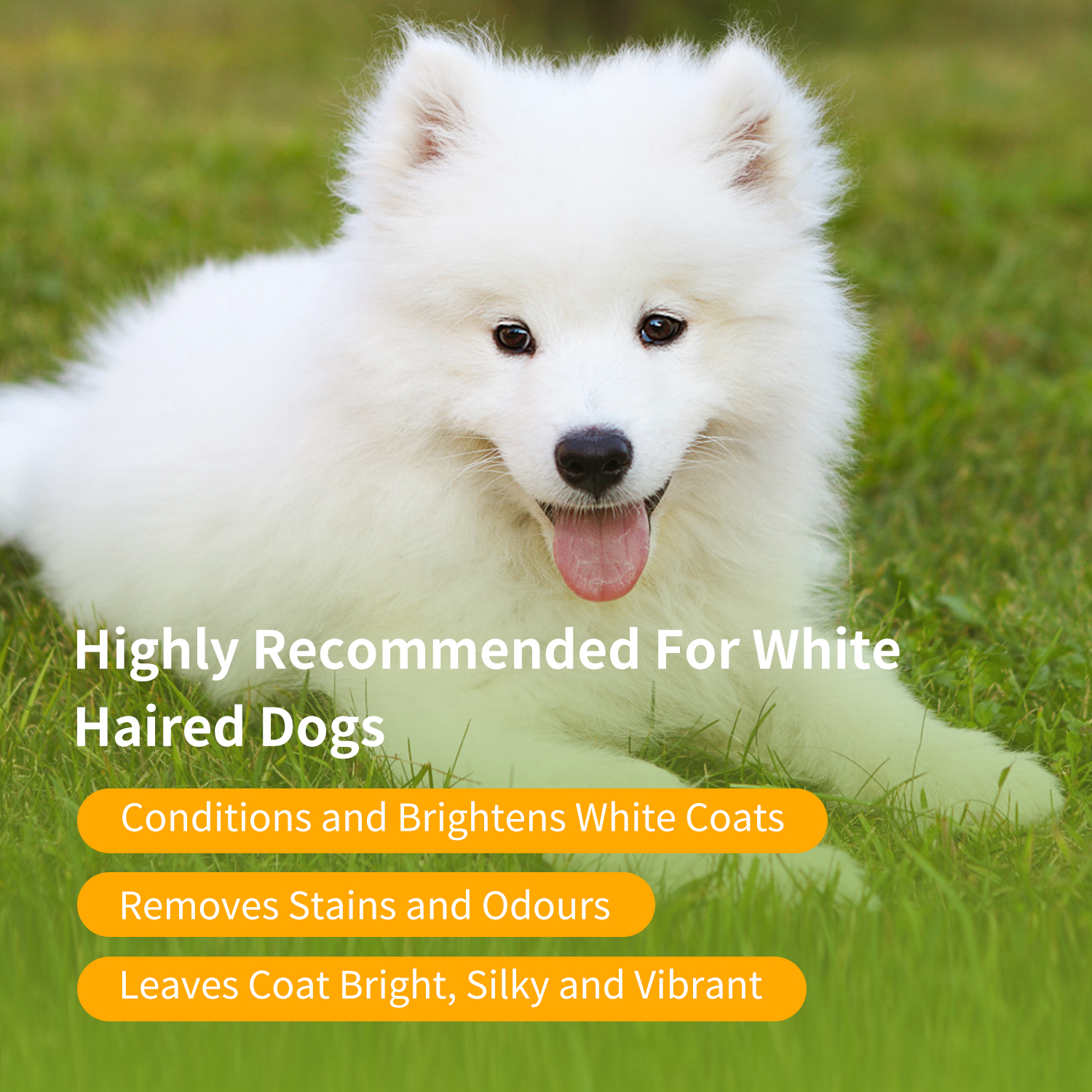 Shampoo Nobleza para Cães Brancos - Remove manchas sem alvejante ou peróxido, shampoo para cães de pelagem branca com fragrância de laranja, shampoo para Bichon Frisé, Maltês e Samoieda 250 ml