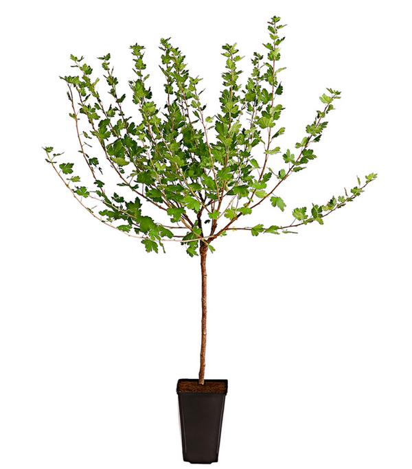 Stachelbeere 'Spinefree'