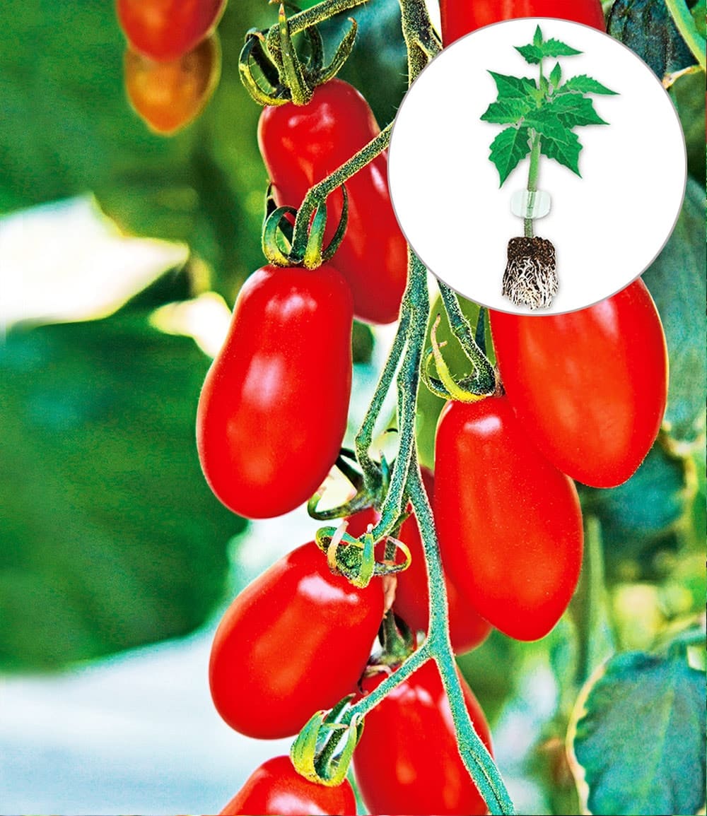 Kollektion Tomaten-Raritäten