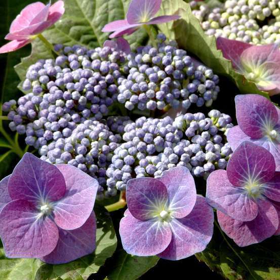 Hydrangea macrophylla, ctr 2 L - Coloris variables