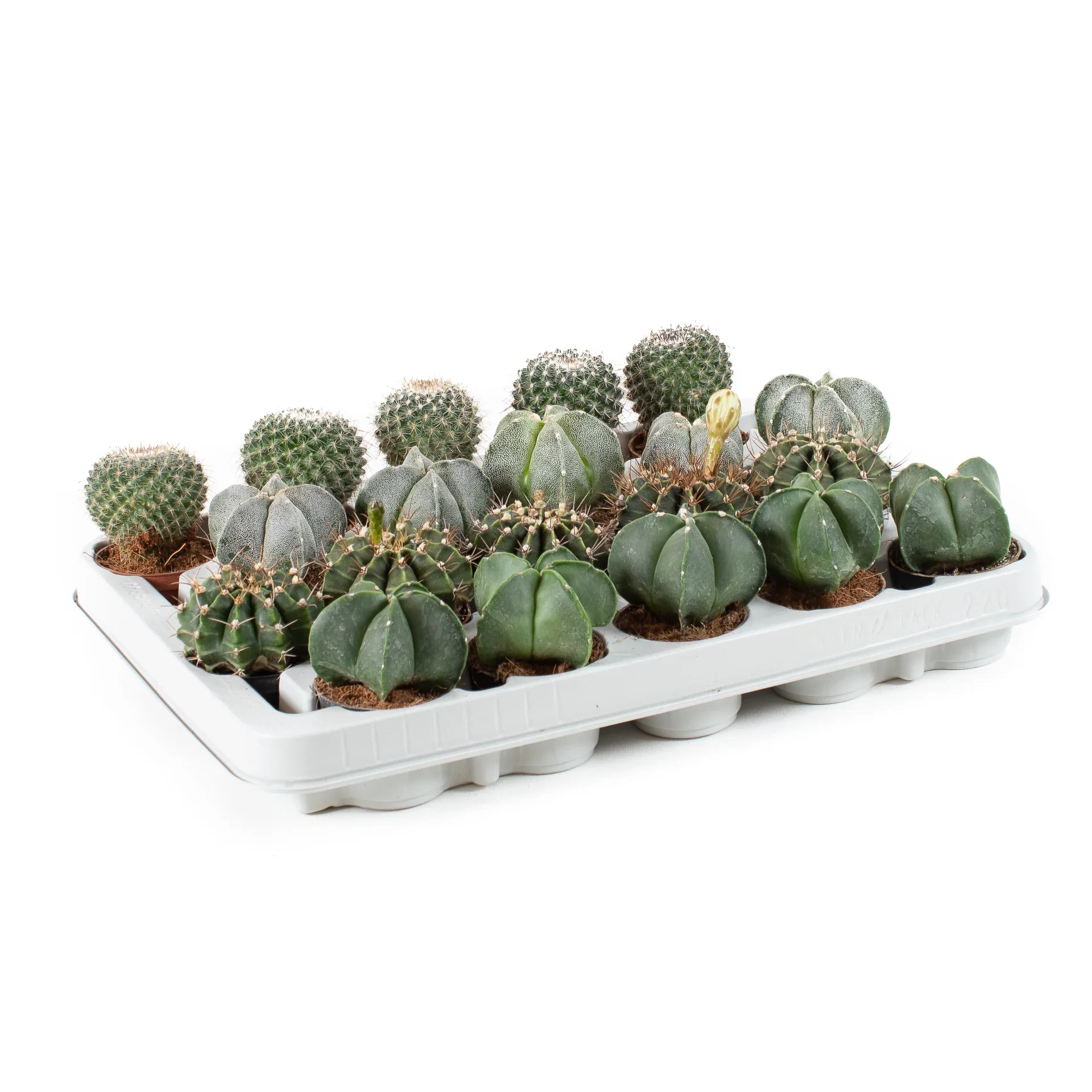 Cactus mix Kaktus mini miks Høyde 10 cm