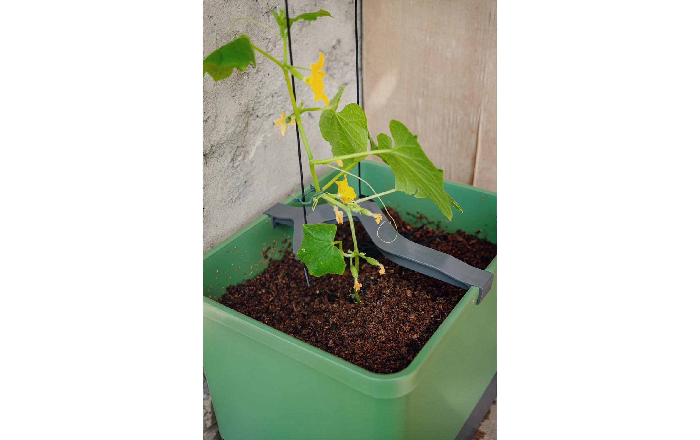 CURT CUCUMBER Gurkentopf GrauPflanzkübel mit Wassertank und Rankhilfe