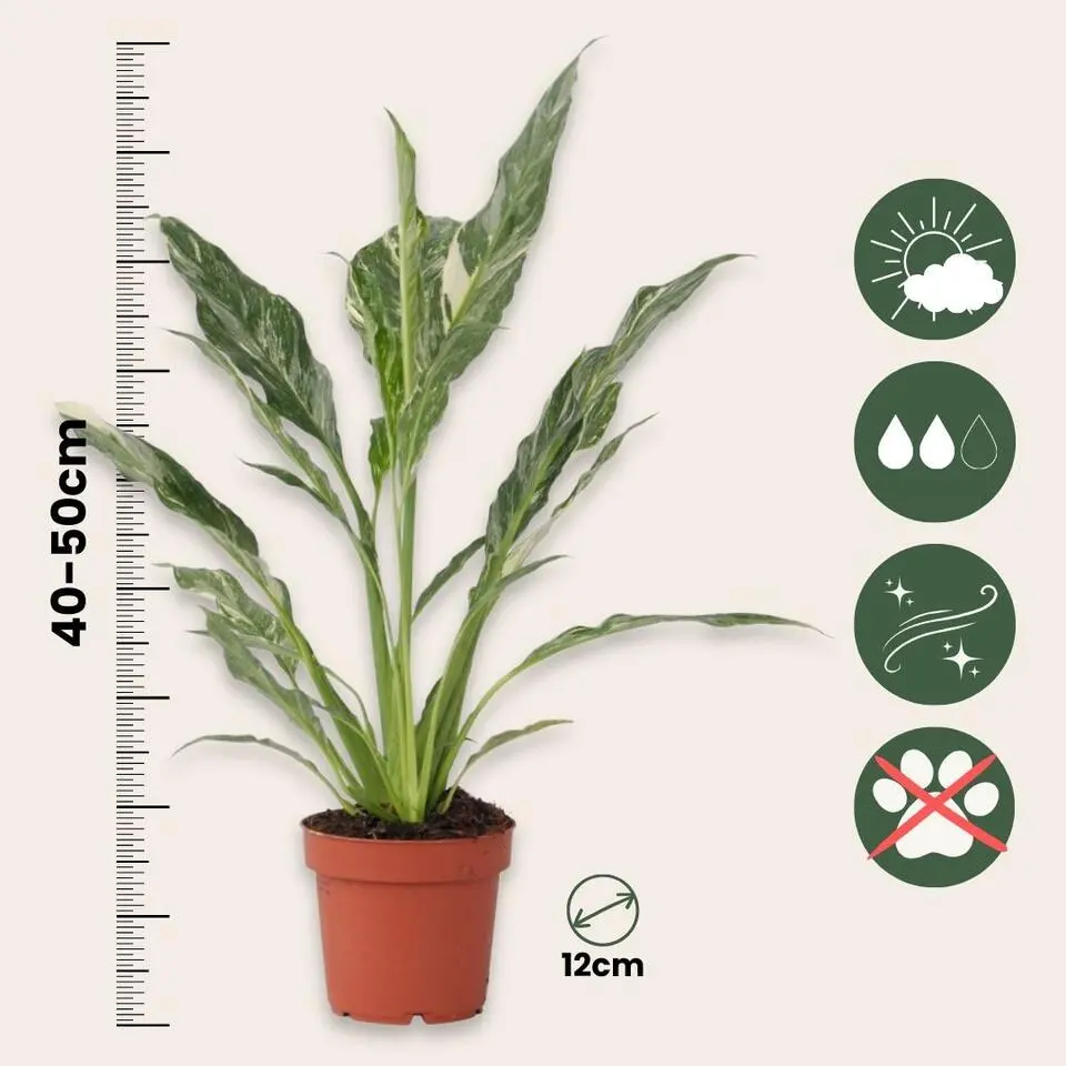 Lepelplant - Set van 2 - Spathiphyllum 'Diamond' - Hoogte 40-50cm - ⌀12cm