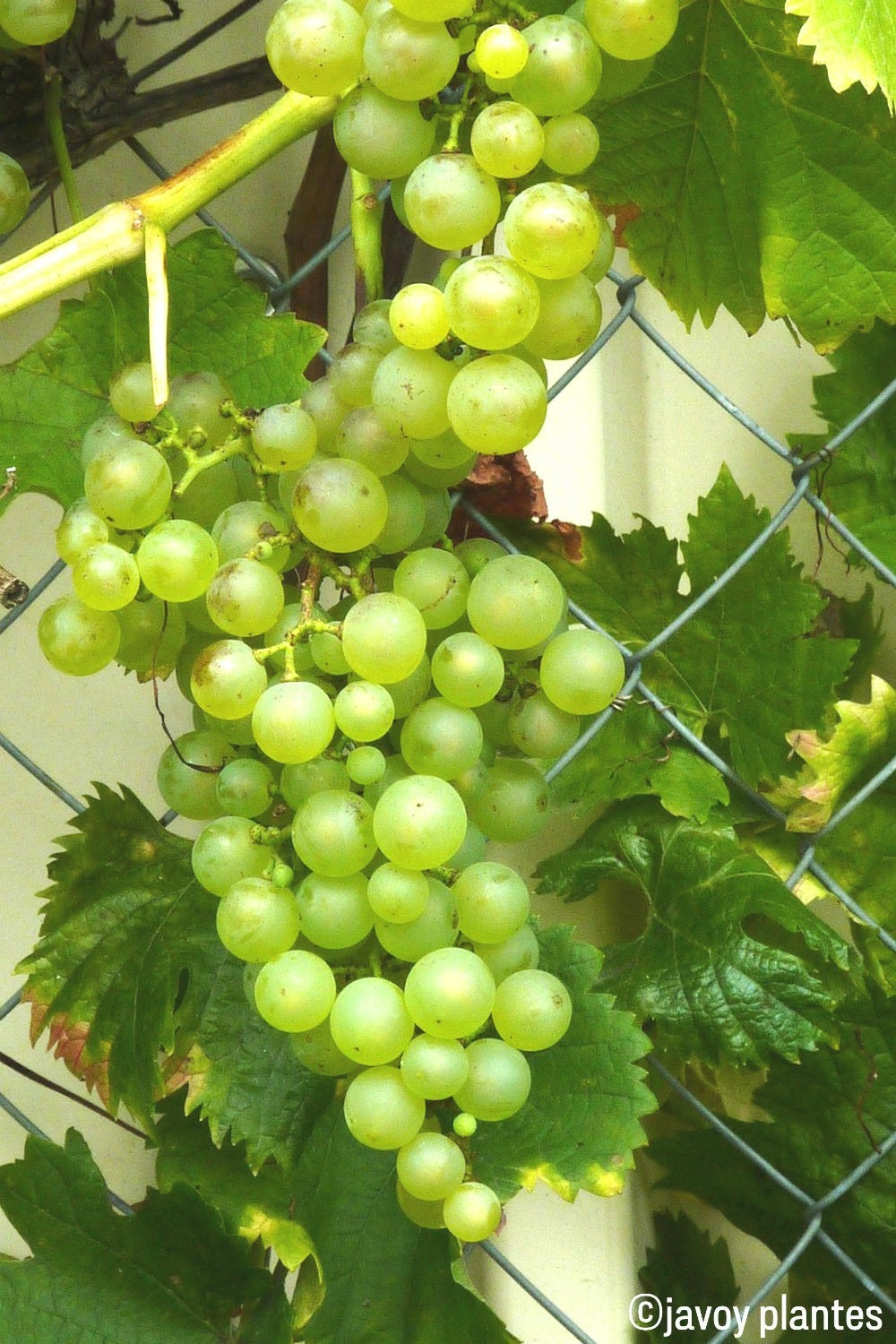 Vigne 'chasselas doré' - 3l