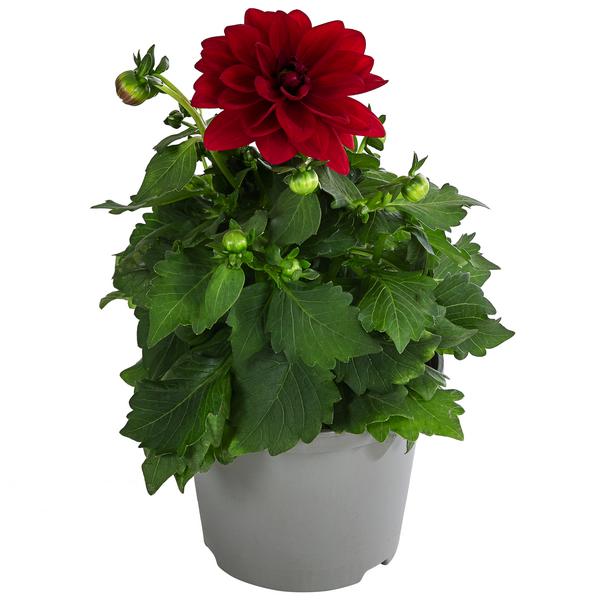 Zwergdahlie, verschiedene Farben