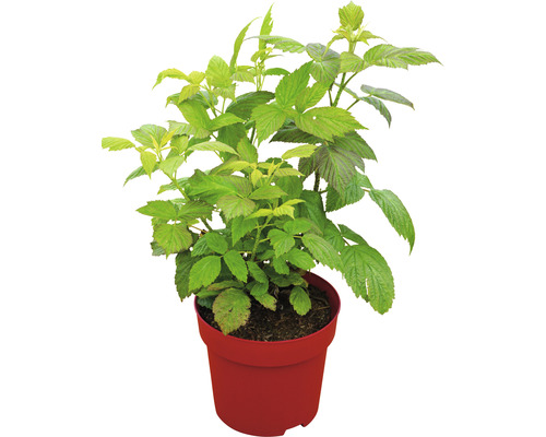 Biologische herfstframboos (Rubus idaeus 'Aroma Queen') Hoogte 30-40 cm, opbrengst 3,4 l; krachtige struik, produceert weinig uitlopers, zeer productief