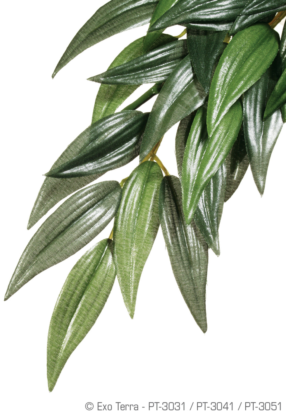 Plantes rainforest à suspendre feuillage ruscus grand