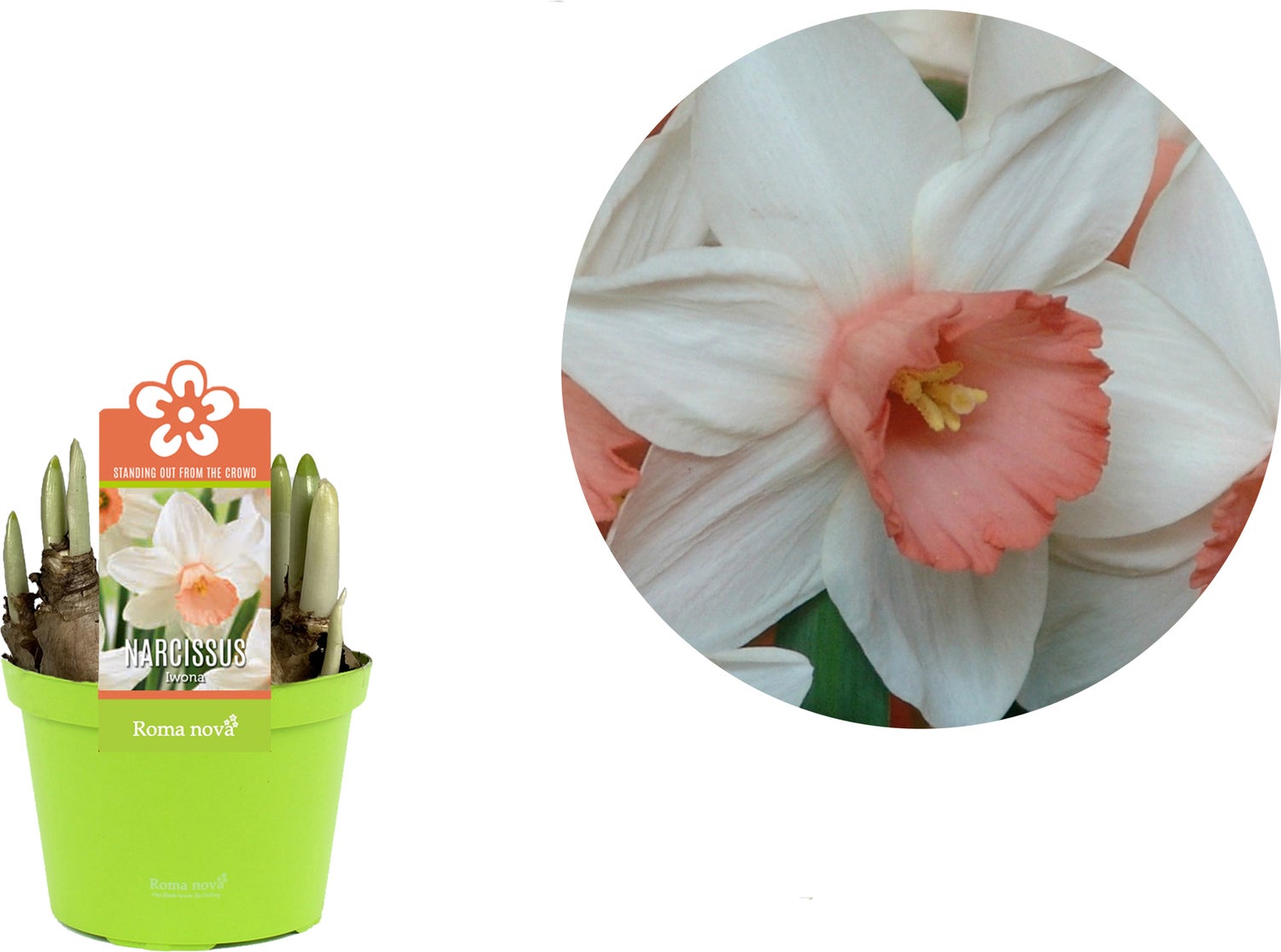 Narcis (Narcissus 'Iwona') D 12 H 14 cm
