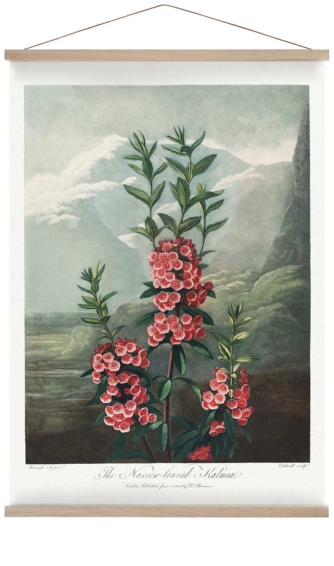 Kalmia aus dem Tempel der Flora