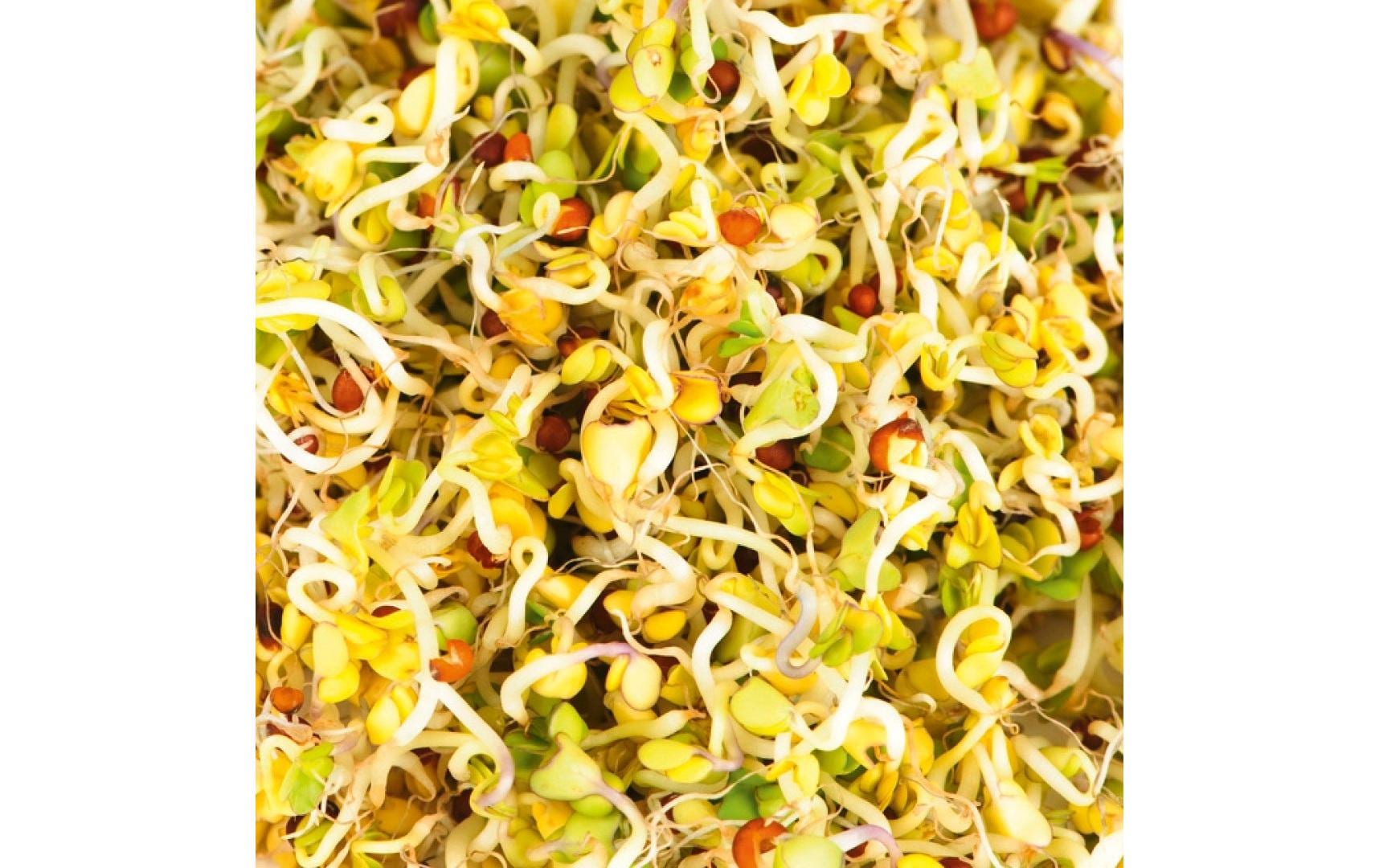 Samen Microgreens Brokkoli HARRY HERBSNachfüllset mit Brokkoli Samen und Anzuchtmatte