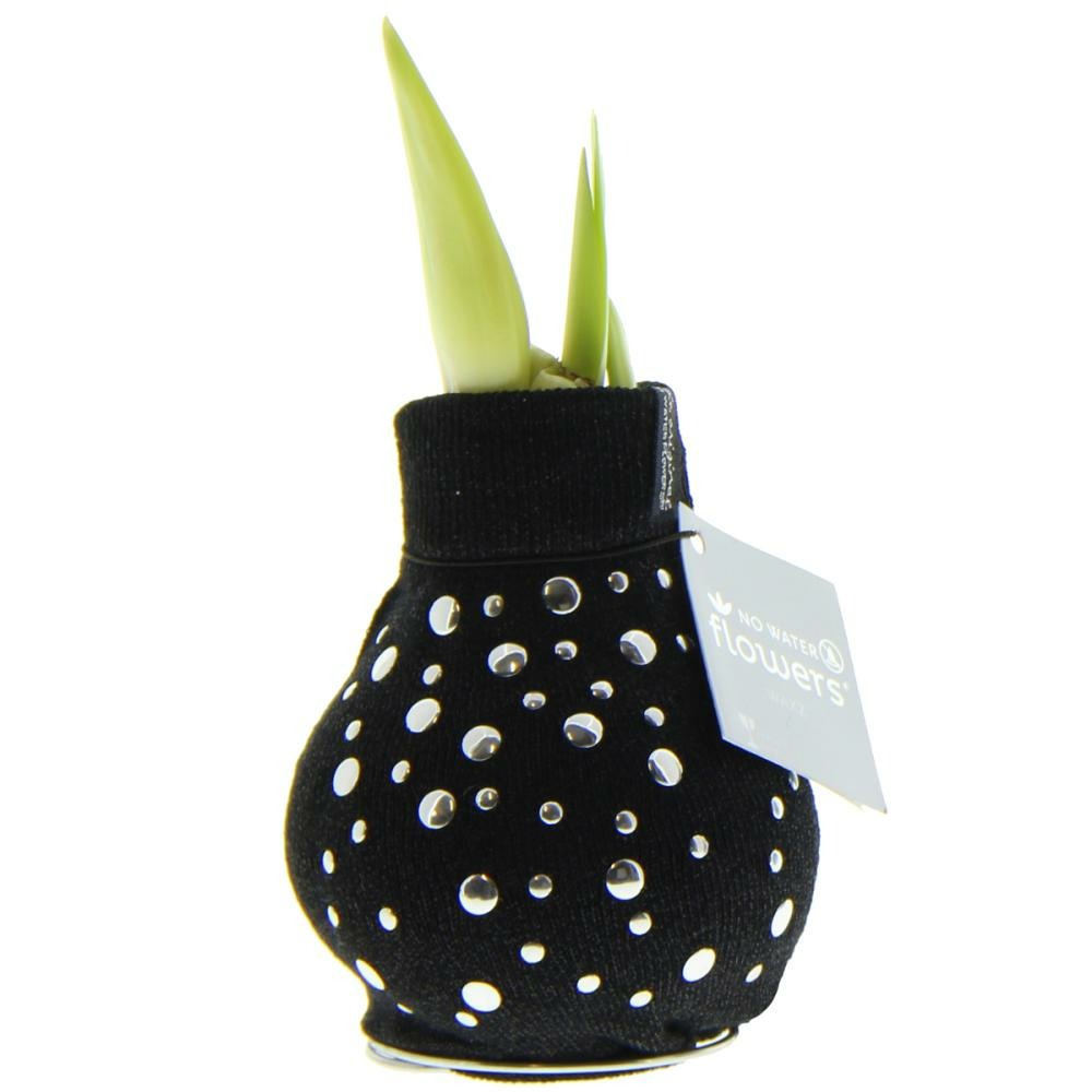 Bulbe d'amaryllis en chaussette moderne 