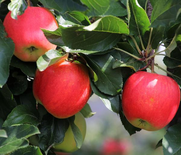 Winterapfel 'Pinova'