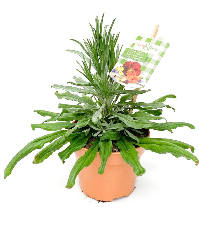 Look And Taste Korenbloem (Centaurea cyanus) D 12 H 22 cm