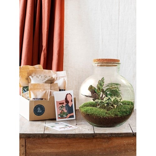 Kit terrarium diy - baobab