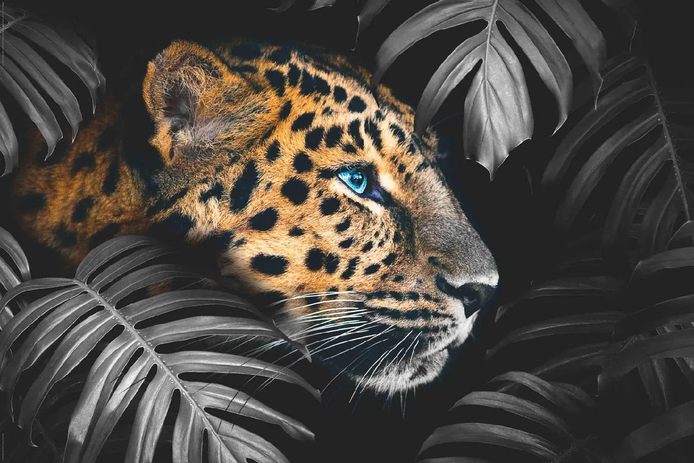 Poster Leopard Blätter, 61 x 91 cm