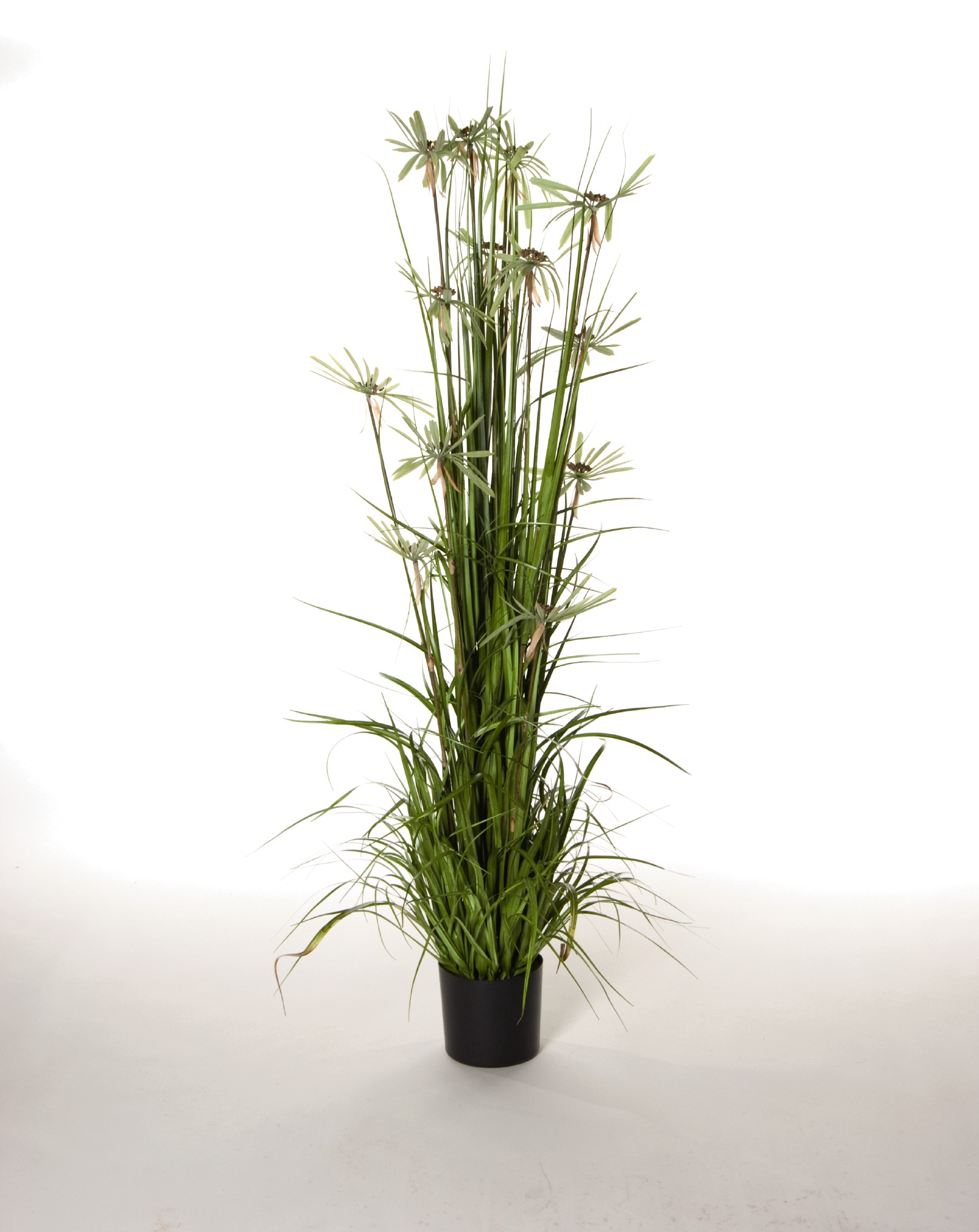Zyperngras, H 180 cm von fischer's lagerhaus