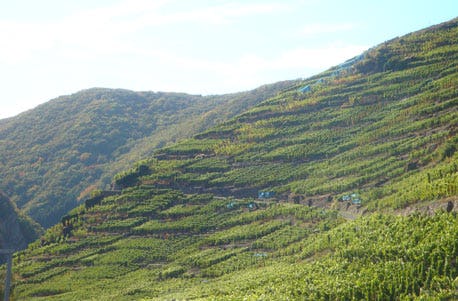 Weinbergwanderung Ahrweiler als Geschenkidee