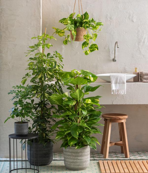 Strahlenaralie - Schefflera arboricola 'Nora'