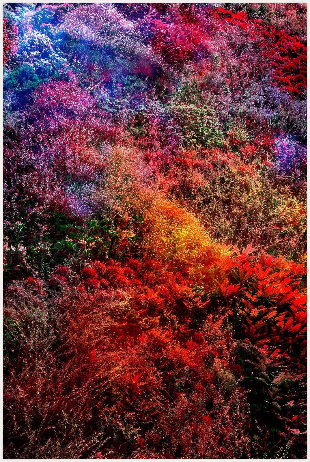 Wall of Nature XIII by Viet Ha Tran - Limited Edition. Edition of: 150. Signed.