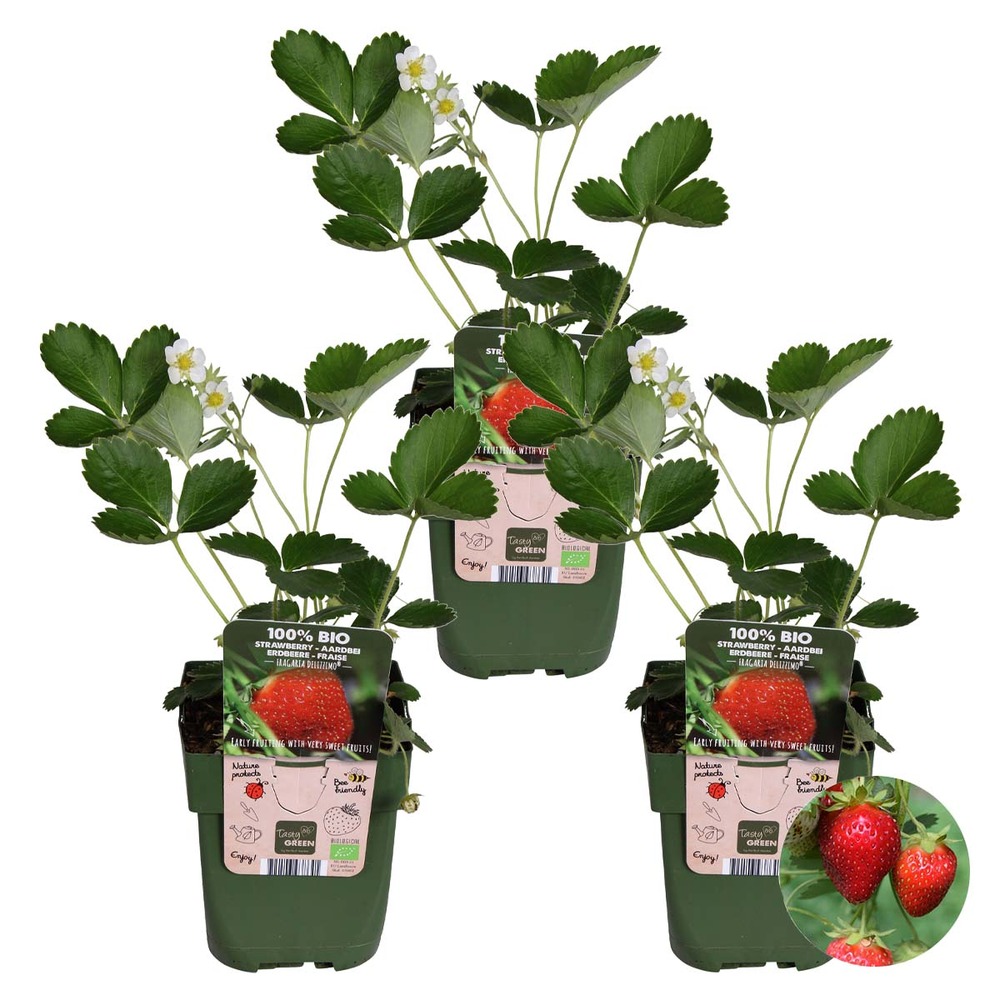 Fragaria x ananassa 'delizzimo' – fraisier – arbuste fruitier - ⌀13 cm - ↕15-20 cm