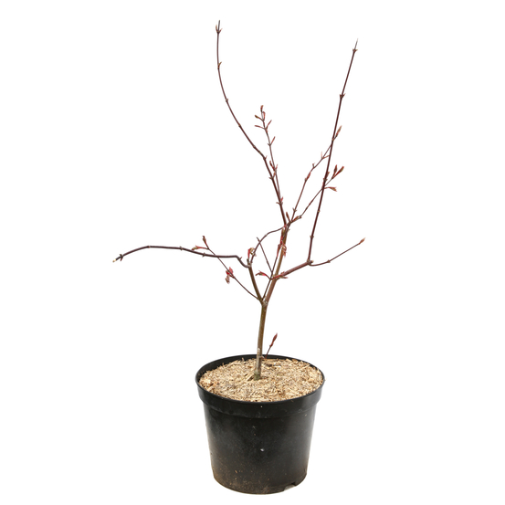 Acer palmatum Trompenburg :C7L h.60/80cm