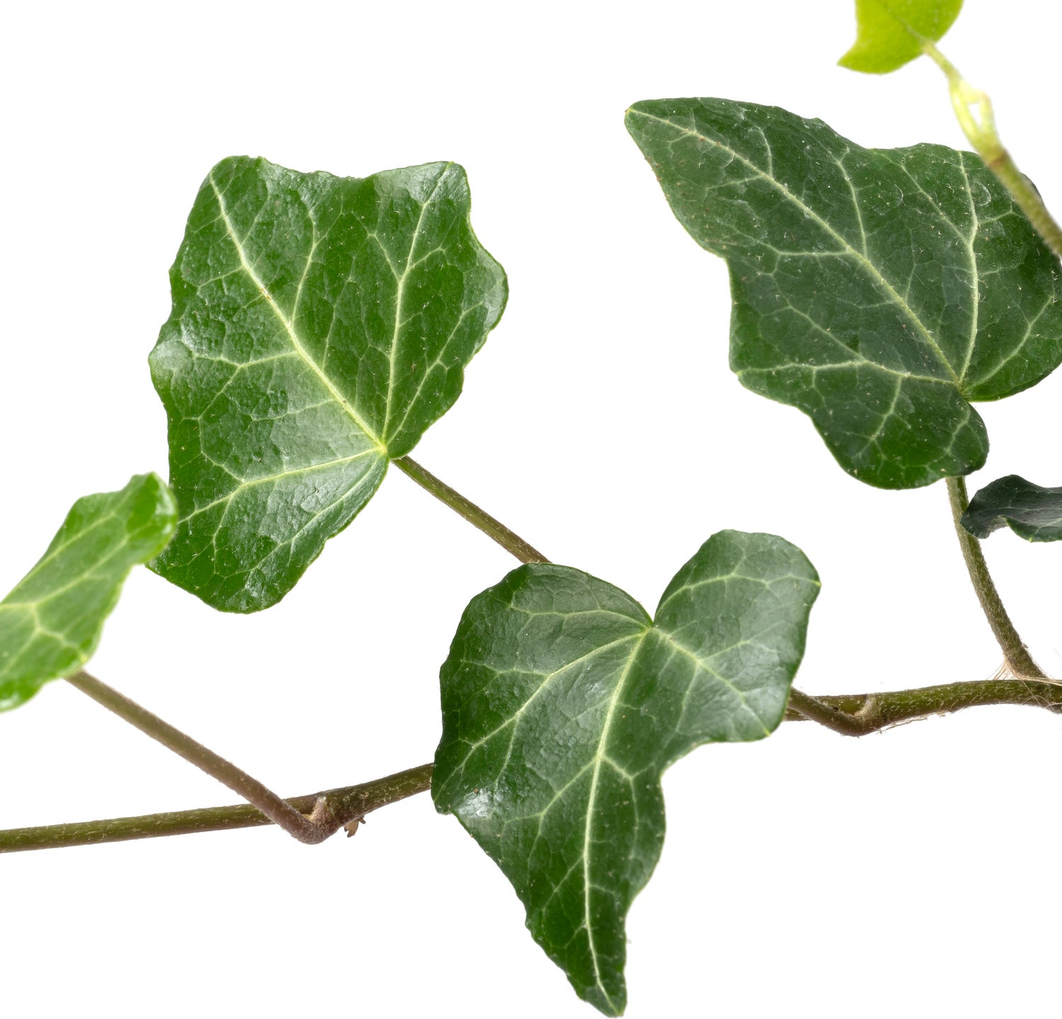 Biologische Klimop (Hedera) D 11 H 15 cm