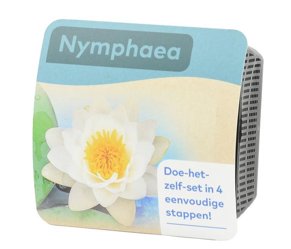 Teichpflanzen Komplett-Set Seerose, 6-teilig