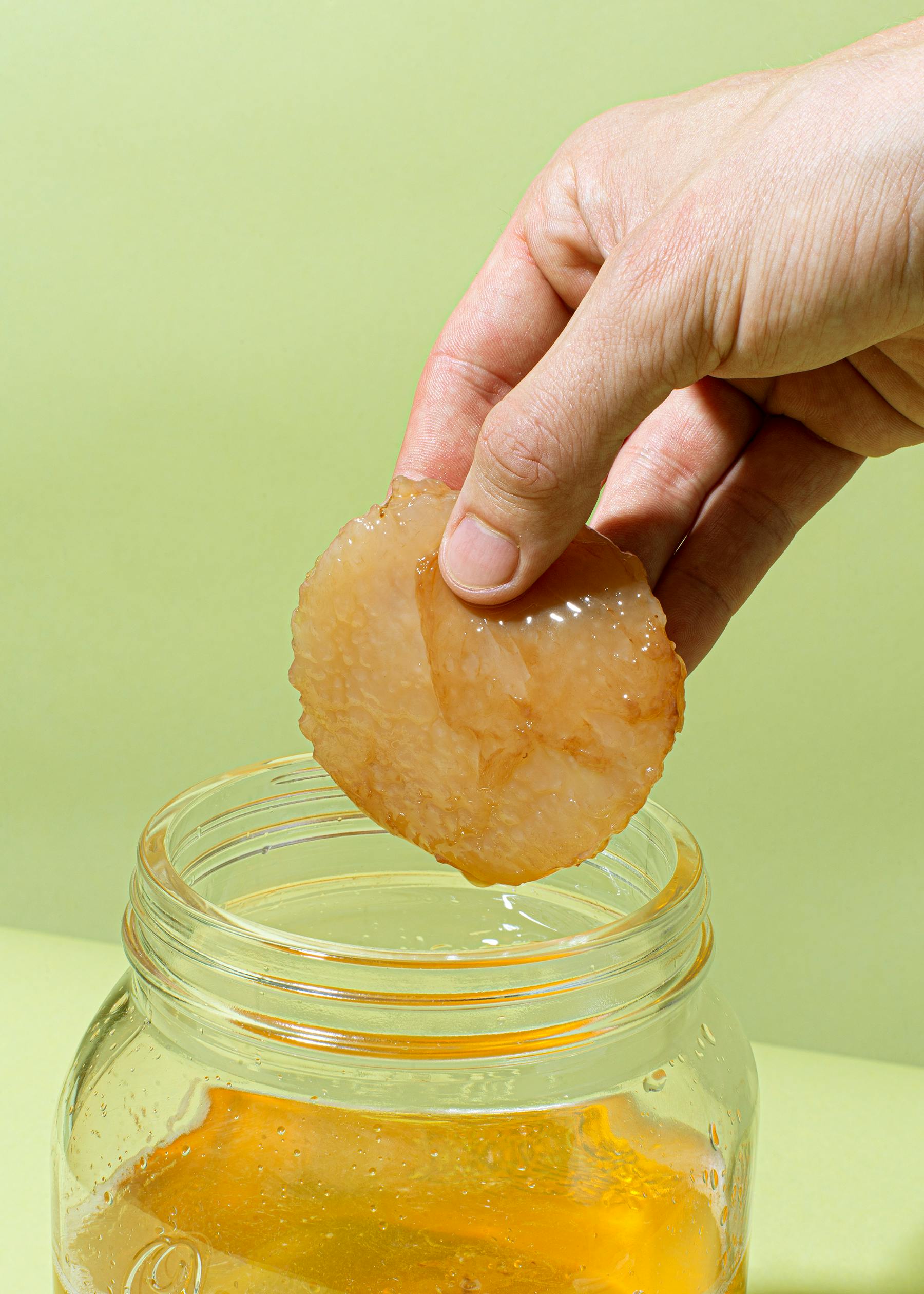Bio Kombucha Scoby