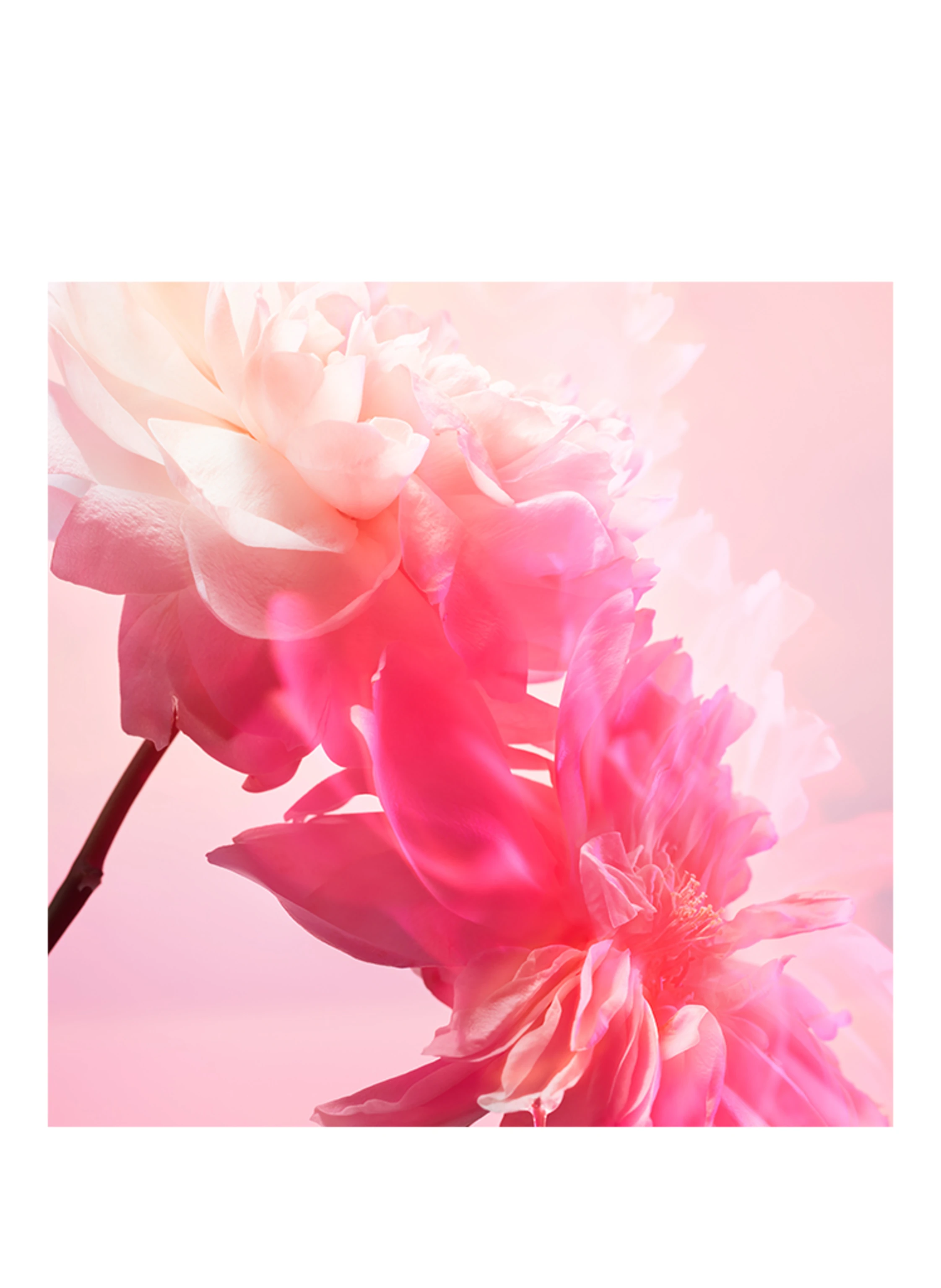 Charlotte Tilbury LOVE FREQUENCY