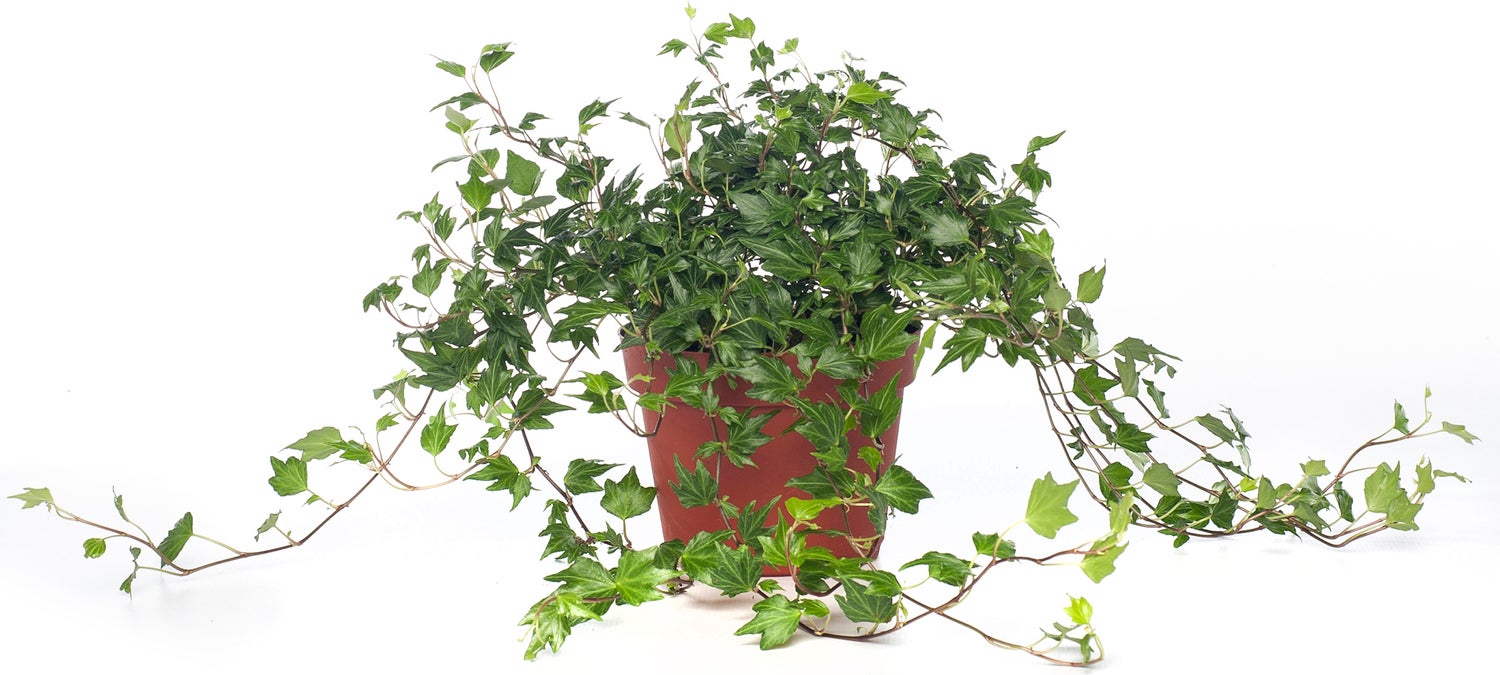 Klimop (Hedera helix 'Jessica') D 13 H 25 cm