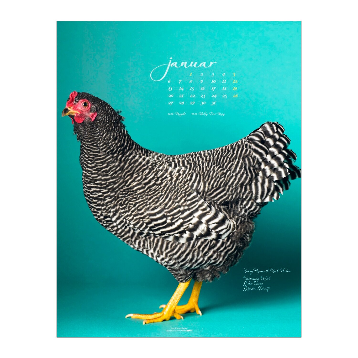 Kalender 2025 Pretty Chicks  - 2025