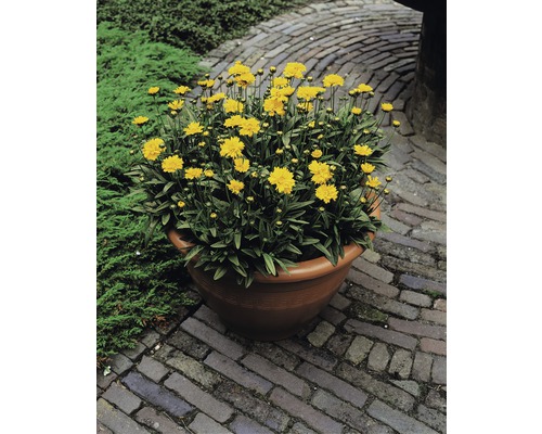 Vaste planten in diverse soorten FloraSelf H 35-45 cm Co 5 L