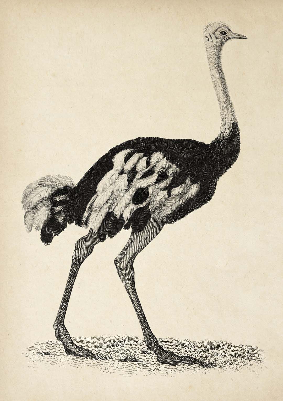 Antiker Strauß