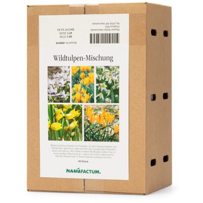 Wildtulpen-Mischung